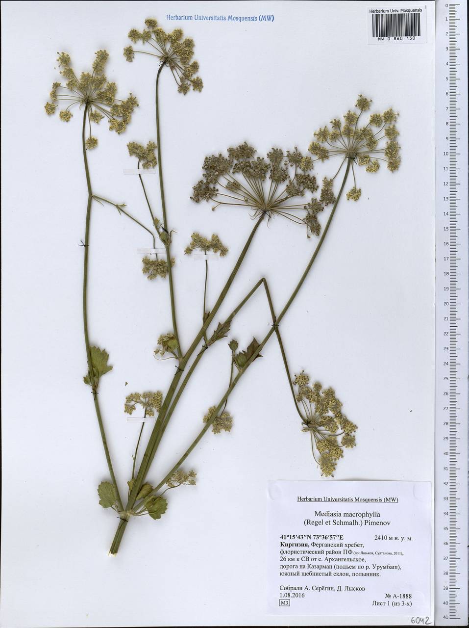 Медиазия крупнолистная (Regel & Schmalh.) Pimenov, Средняя Азия и Казахстан, Западный Тянь-Шань и Каратау (M3) (Киргизия)