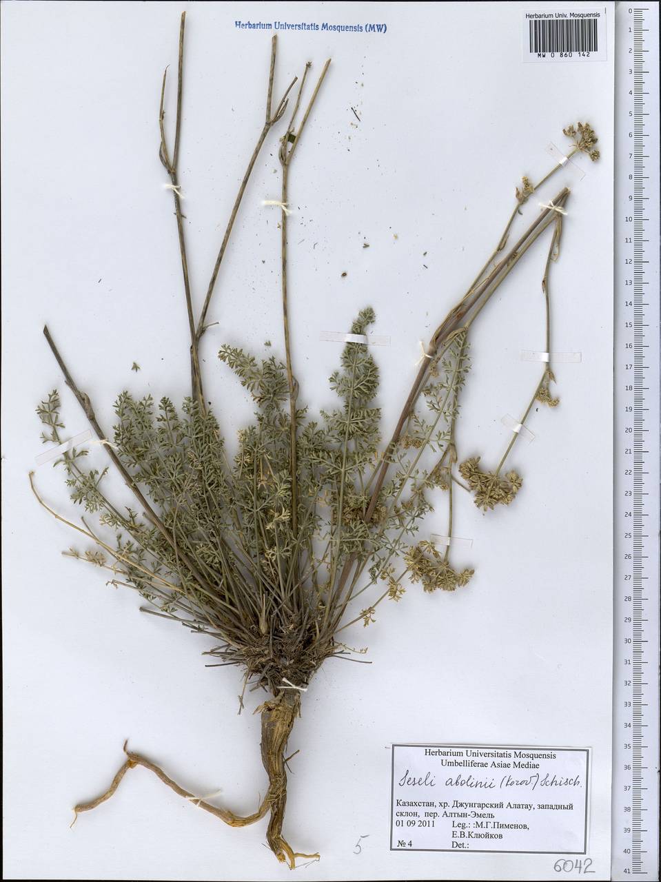 Жабрица Аболина (Korovin) Schischk., Средняя Азия и Казахстан, Джунгарский Алатау и Тарбагатай (M5) (Казахстан)