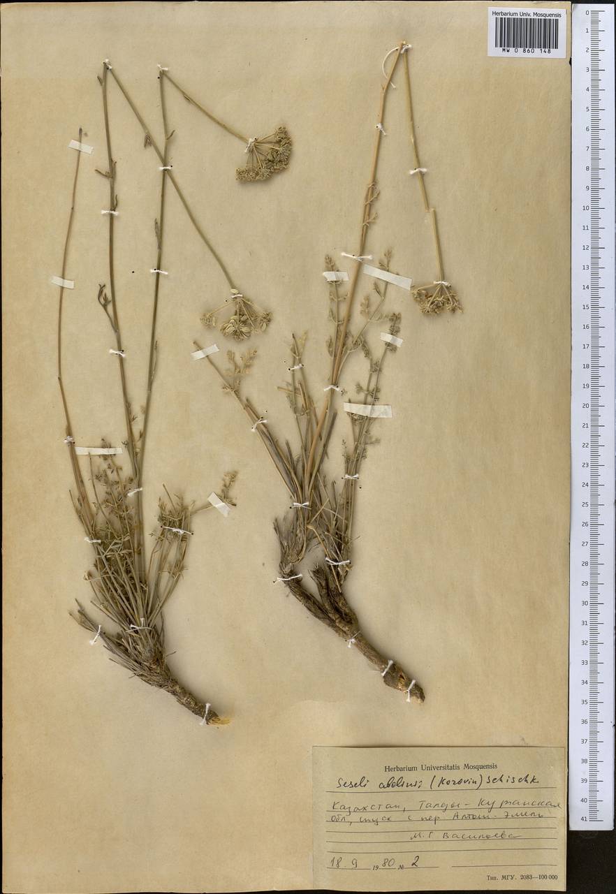 Жабрица Аболина (Korovin) Schischk., Средняя Азия и Казахстан, Джунгарский Алатау и Тарбагатай (M5) (Казахстан)