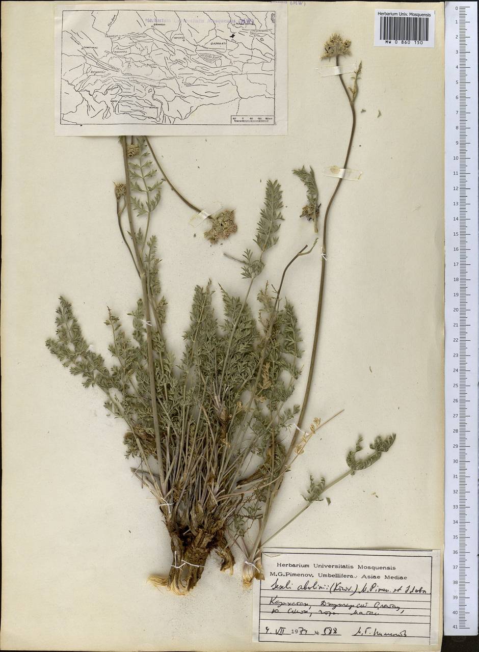 Жабрица Аболина (Korovin) Schischk., Средняя Азия и Казахстан, Джунгарский Алатау и Тарбагатай (M5) (Казахстан)