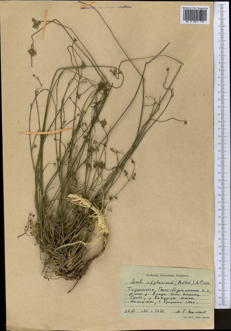 Жабрица афганская (Podlech) Pimenov, Средняя Азия и Казахстан, Памир и Памиро-Алай (M2) (Таджикистан)