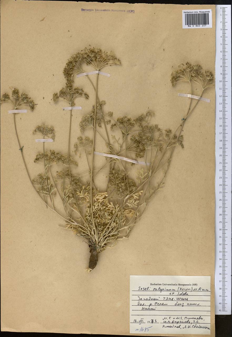 Порезник чашечковый Korov., Средняя Азия и Казахстан, Западный Тянь-Шань и Каратау (M3) (Узбекистан)