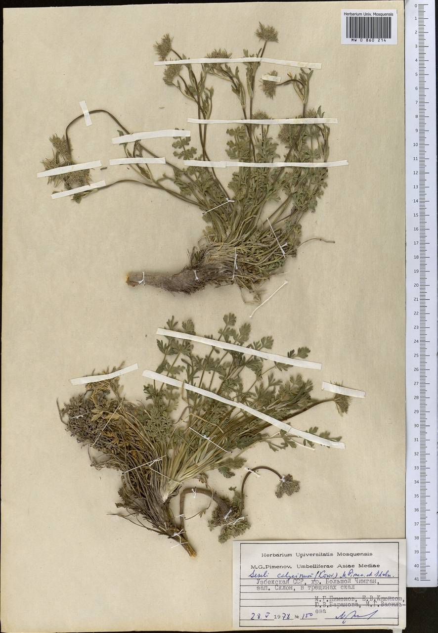 Порезник чашечковый Korov., Средняя Азия и Казахстан, Западный Тянь-Шань и Каратау (M3) (Узбекистан)