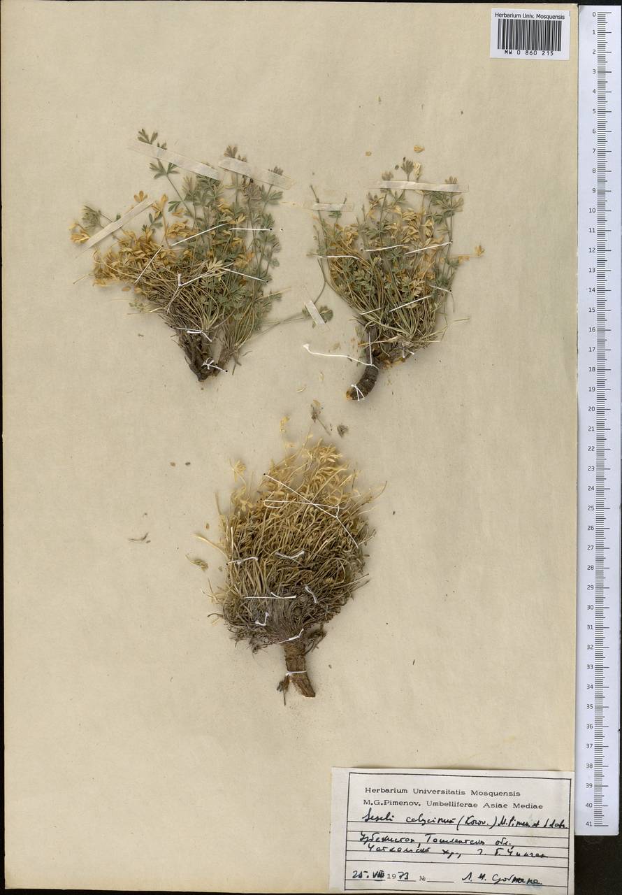 Порезник чашечковый Korov., Средняя Азия и Казахстан, Западный Тянь-Шань и Каратау (M3) (Узбекистан)