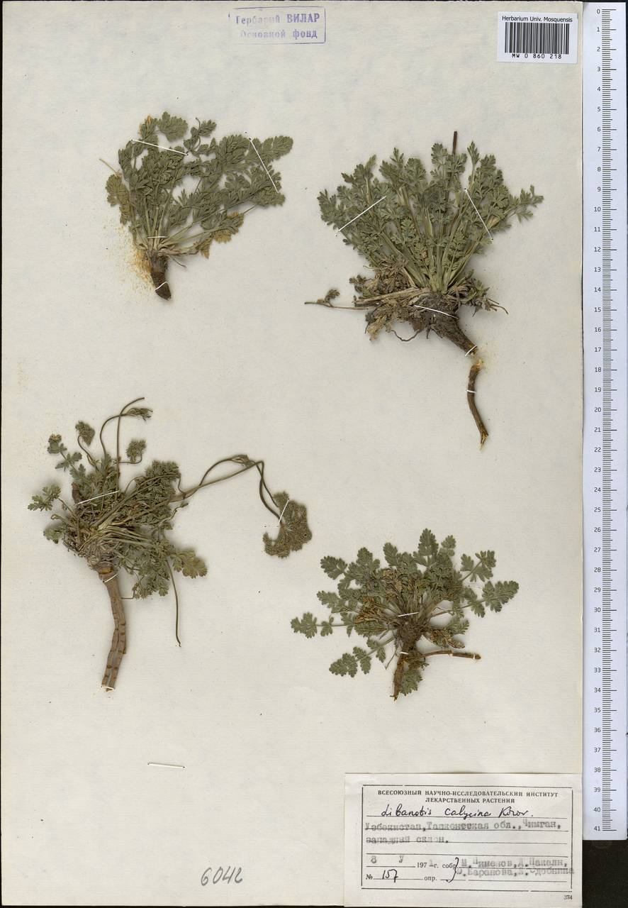 Порезник чашечковый Korov., Средняя Азия и Казахстан, Западный Тянь-Шань и Каратау (M3) (Узбекистан)