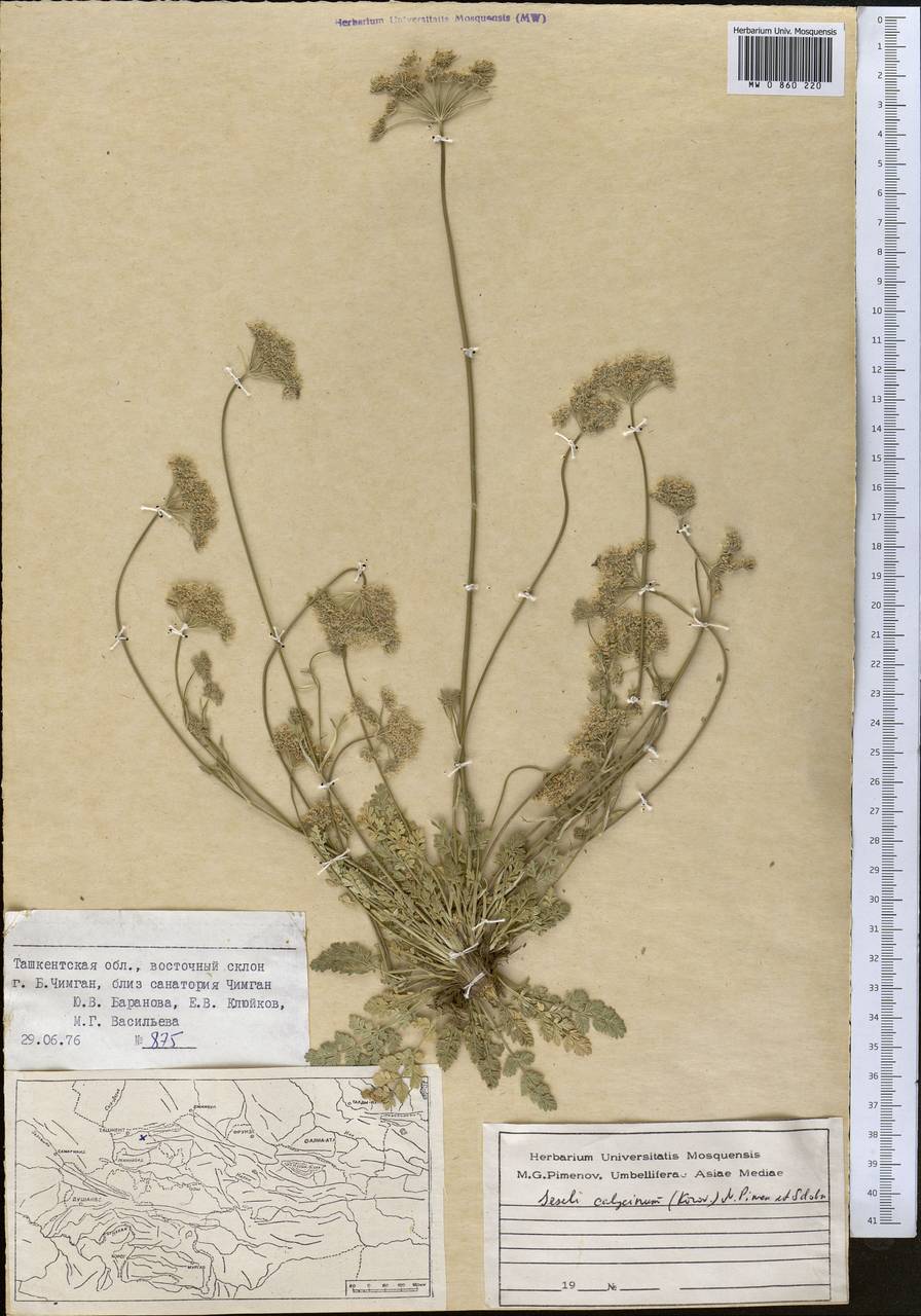 Порезник чашечковый Korov., Средняя Азия и Казахстан, Западный Тянь-Шань и Каратау (M3) (Узбекистан)