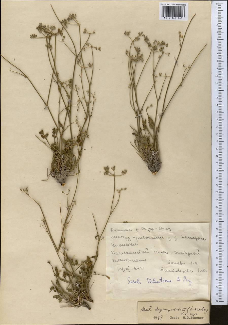 Eriocycla pelliotii (H. Boiss.) H. Wolff, Средняя Азия и Казахстан, Северный и Центральный Тянь-Шань (M4) (Киргизия)