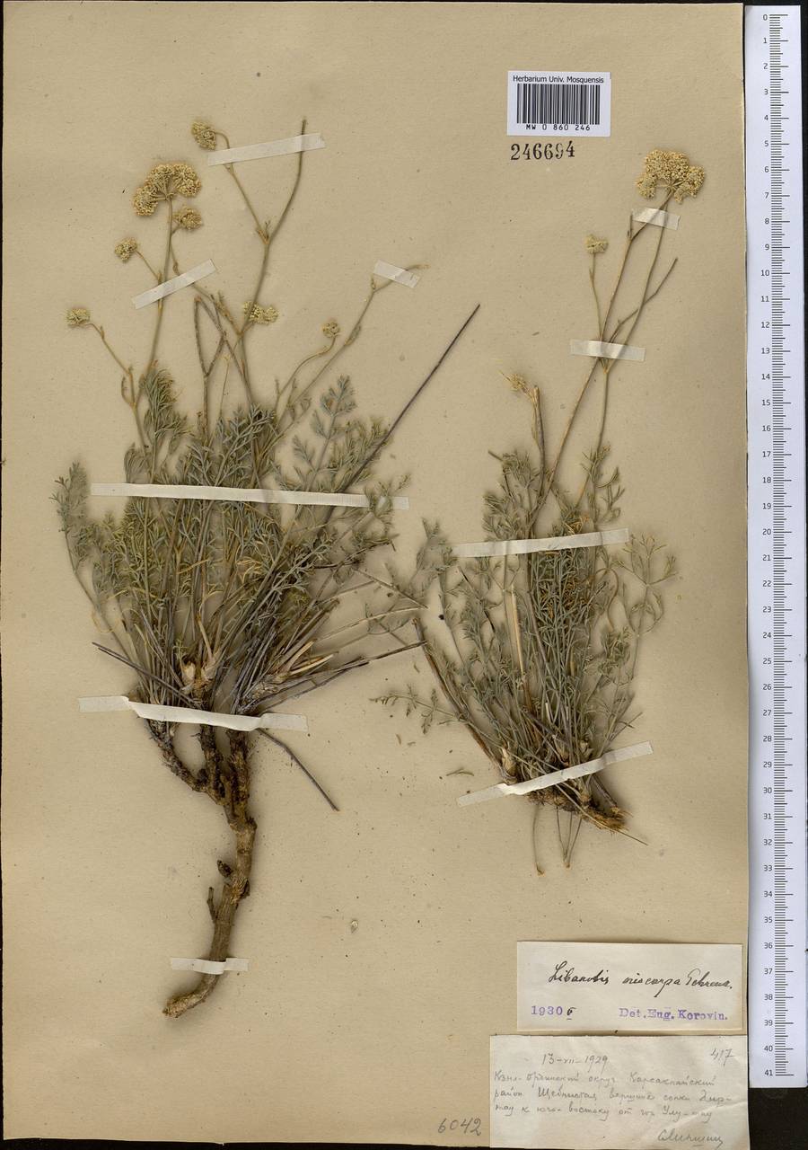 Libanotis eriocarpa Schrenk, Средняя Азия и Казахстан, Муюнкумы, Прибалхашье и Бетпак-Дала (M9) (Казахстан)