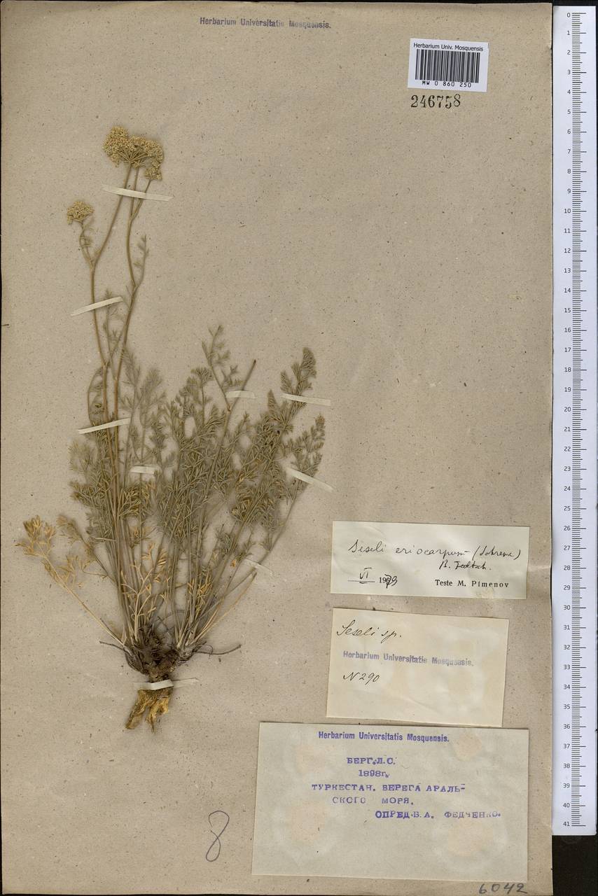 Libanotis eriocarpa Schrenk, Средняя Азия и Казахстан, Муюнкумы, Прибалхашье и Бетпак-Дала (M9) (Казахстан)