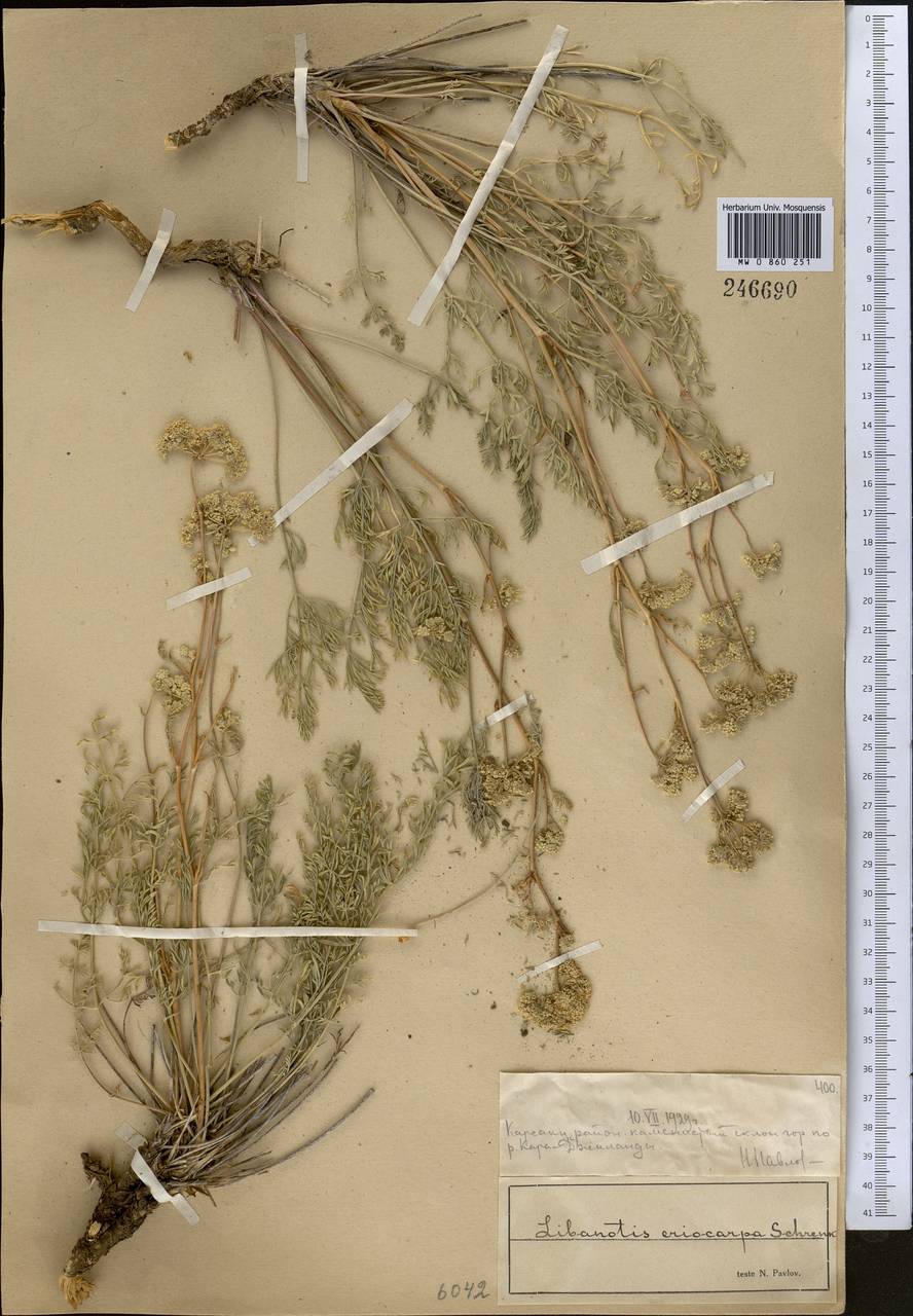 Libanotis eriocarpa Schrenk, Средняя Азия и Казахстан, Муюнкумы, Прибалхашье и Бетпак-Дала (M9) (Казахстан)