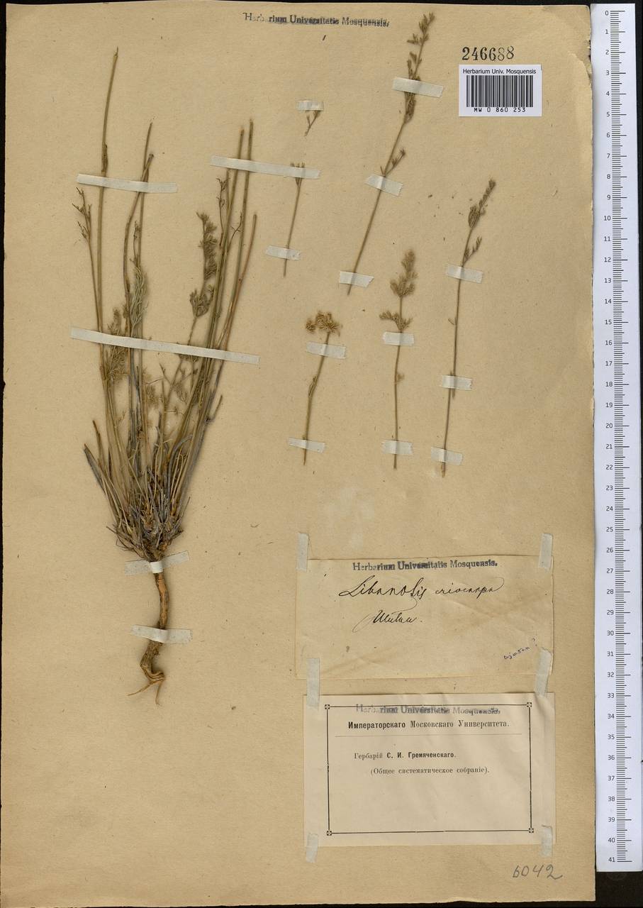 Libanotis eriocarpa Schrenk, Средняя Азия и Казахстан, Северный и Центральный Казахстан (M10) (Казахстан)