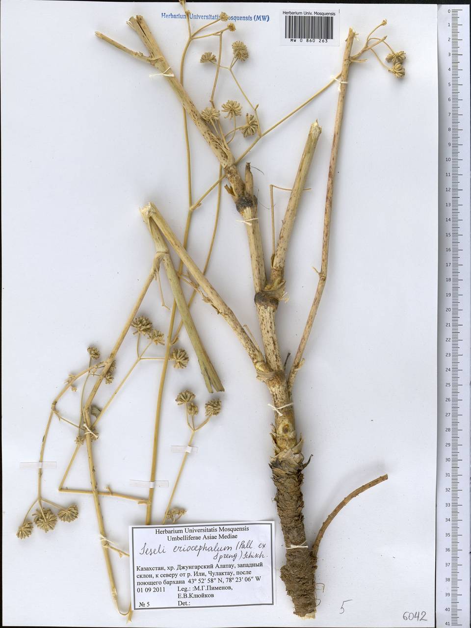 Жабрица пушистоголовая (Pall. ex Spreng.) Schischk., Средняя Азия и Казахстан, Джунгарский Алатау и Тарбагатай (M5) (Казахстан)