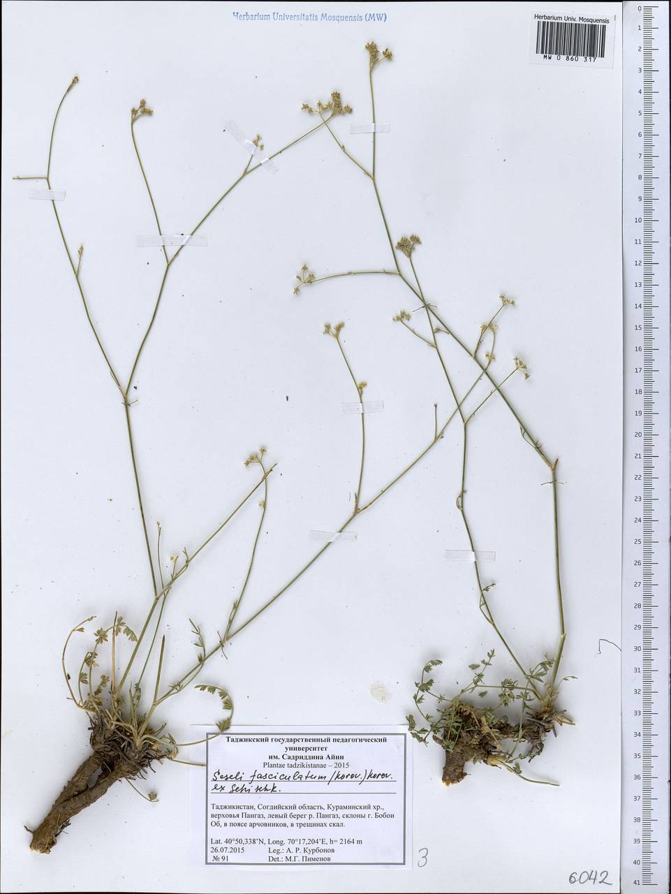 Libanotis fasciculata Korov., Средняя Азия и Казахстан, Западный Тянь-Шань и Каратау (M3) (Таджикистан)