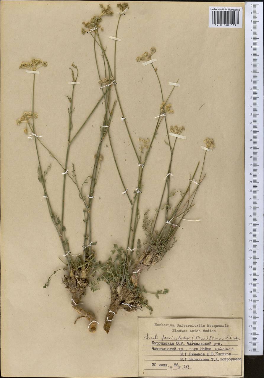 Libanotis fasciculata Korov., Средняя Азия и Казахстан, Западный Тянь-Шань и Каратау (M3) (Киргизия)