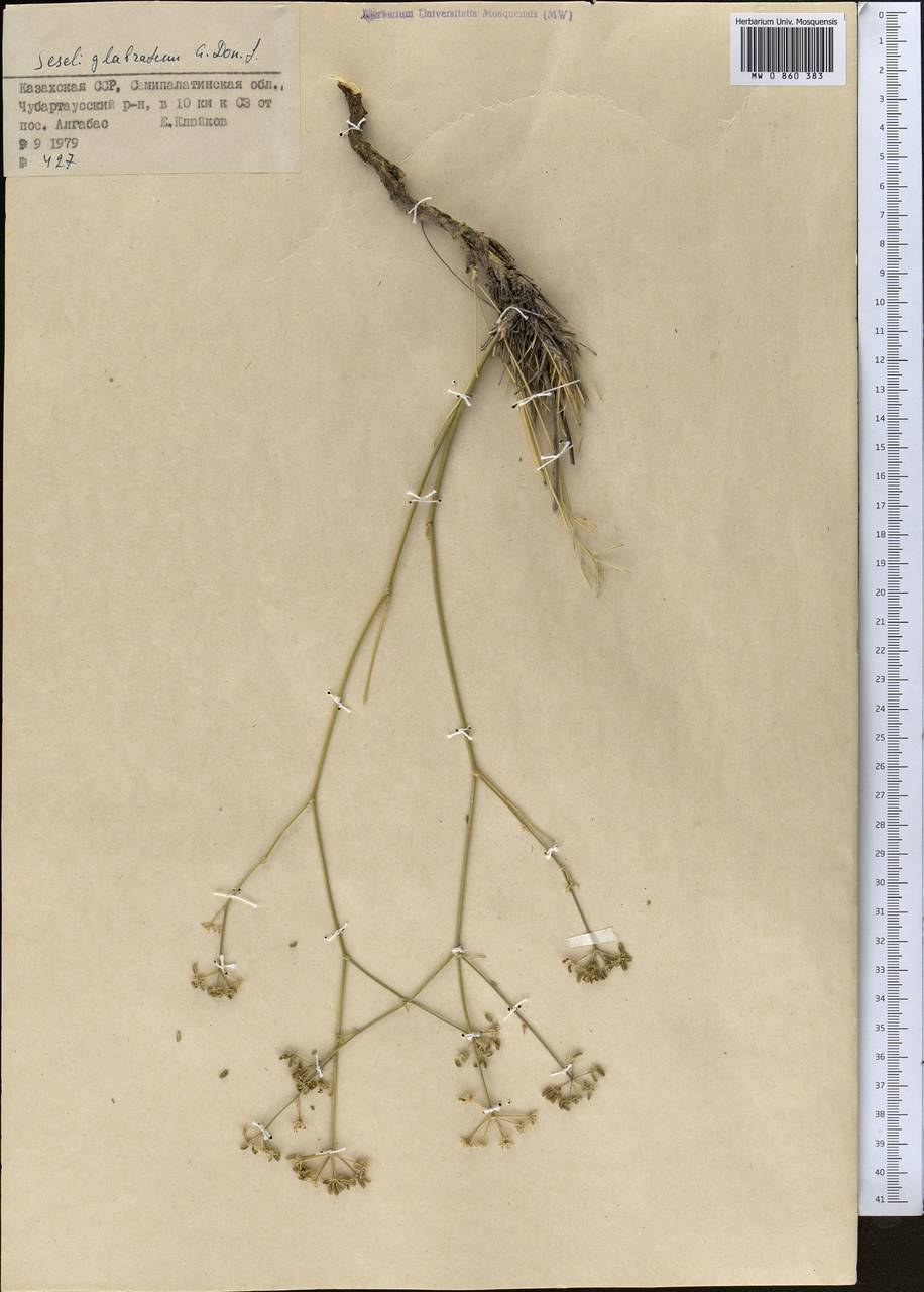 Жабрица голая Willd. ex Schult., Средняя Азия и Казахстан, Муюнкумы, Прибалхашье и Бетпак-Дала (M9) (Казахстан)