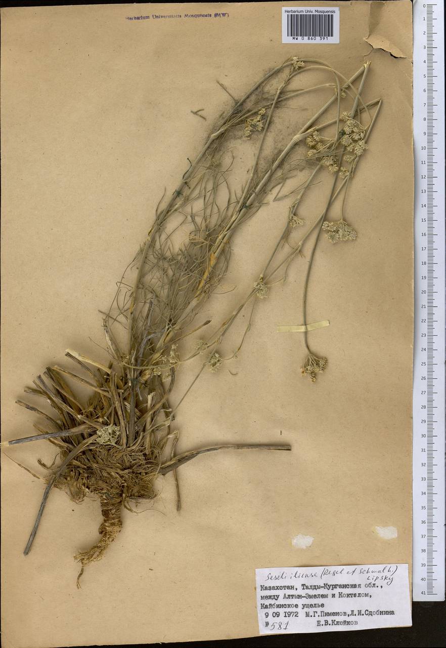 Порезник илийский (Regel & Schmalh.) Korov., Средняя Азия и Казахстан, Джунгарский Алатау и Тарбагатай (M5) (Казахстан)