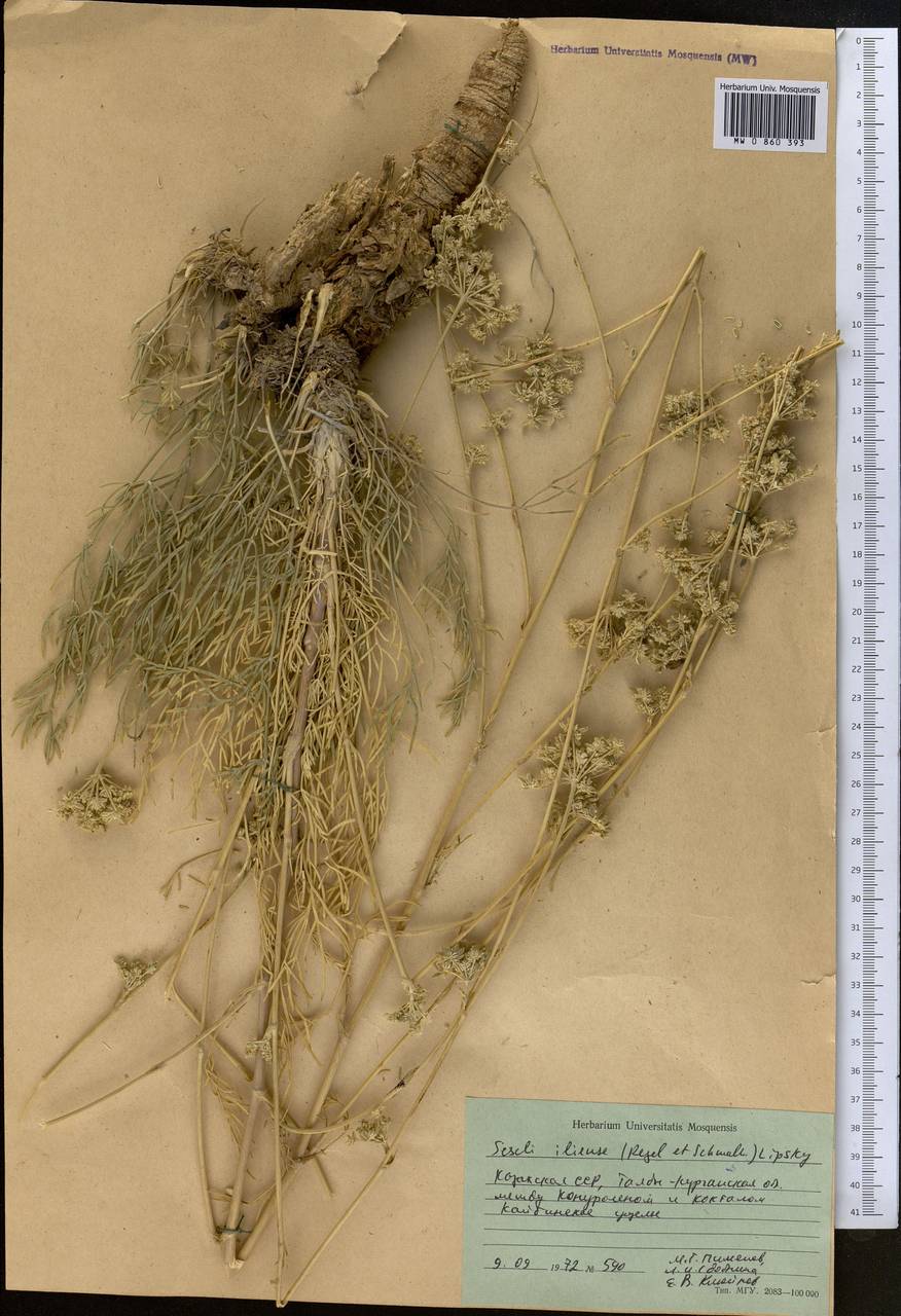 Порезник илийский (Regel & Schmalh.) Korov., Средняя Азия и Казахстан, Джунгарский Алатау и Тарбагатай (M5) (Казахстан)