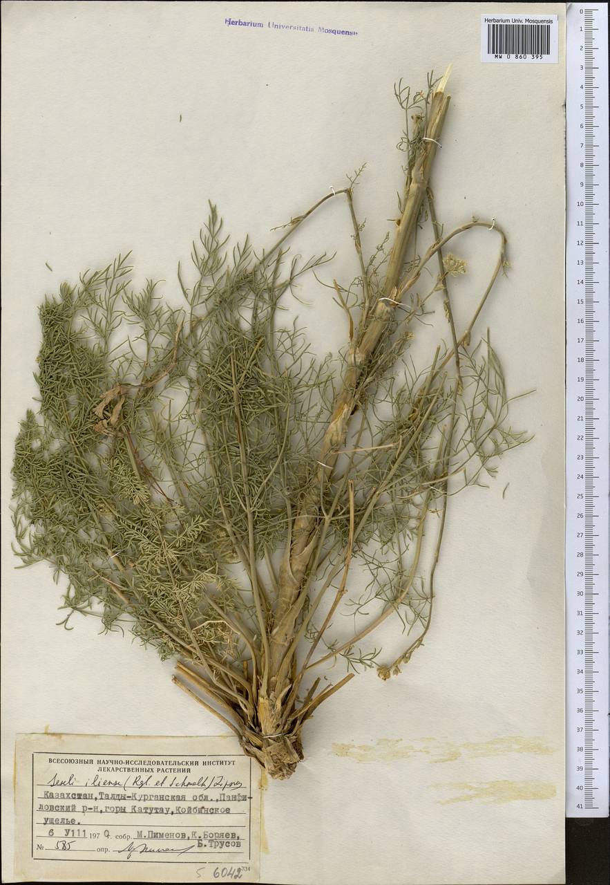 Порезник илийский (Regel & Schmalh.) Korov., Средняя Азия и Казахстан, Джунгарский Алатау и Тарбагатай (M5) (Казахстан)