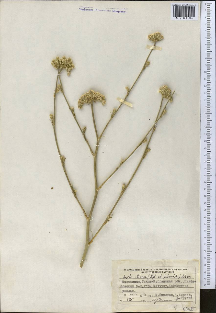 Порезник илийский (Regel & Schmalh.) Korov., Средняя Азия и Казахстан, Джунгарский Алатау и Тарбагатай (M5) (Казахстан)