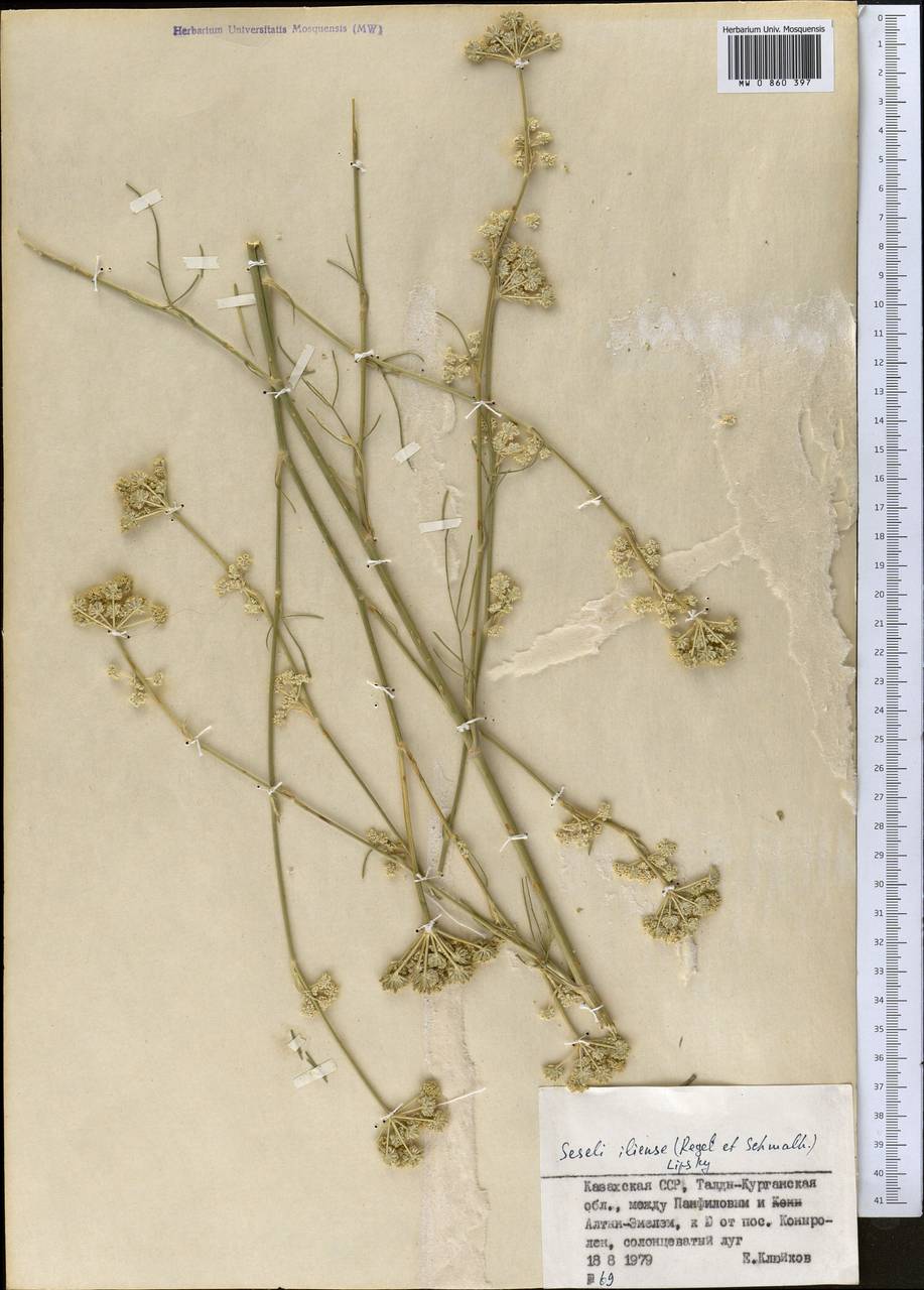 Порезник илийский (Regel & Schmalh.) Korov., Средняя Азия и Казахстан, Джунгарский Алатау и Тарбагатай (M5) (Казахстан)