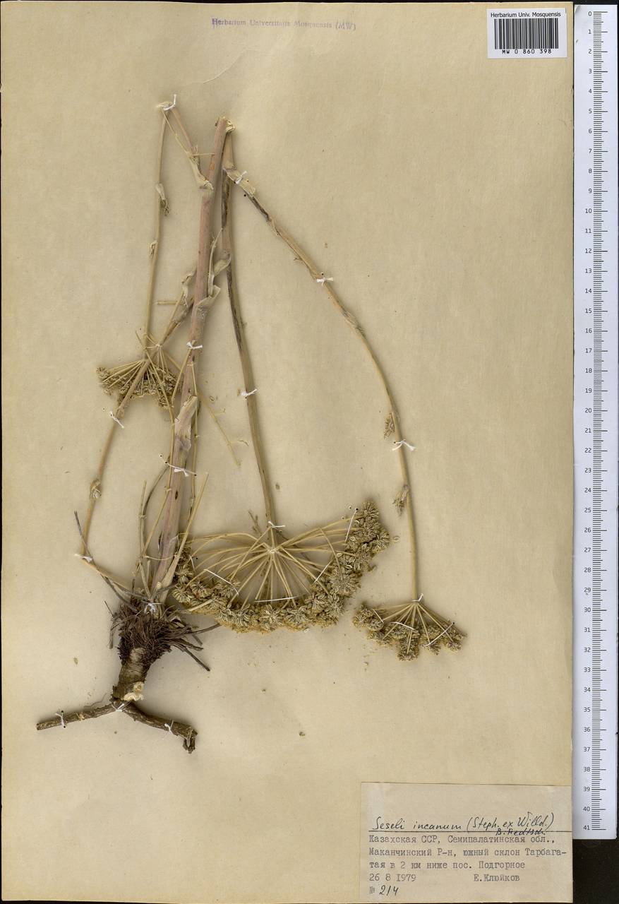 Порезник серый (Stephan ex Willd.) O. Fedtsch. & B. Fedtsch., Средняя Азия и Казахстан, Джунгарский Алатау и Тарбагатай (M5) (Казахстан)