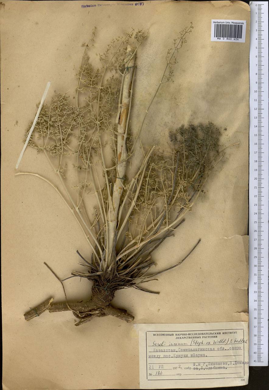 Порезник серый (Stephan ex Willd.) O. Fedtsch. & B. Fedtsch., Средняя Азия и Казахстан, Муюнкумы, Прибалхашье и Бетпак-Дала (M9) (Казахстан)