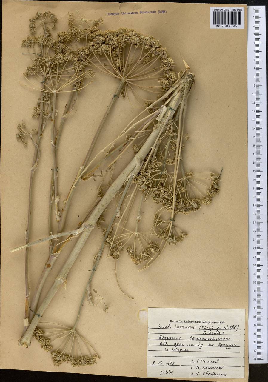 Порезник серый (Stephan ex Willd.) O. Fedtsch. & B. Fedtsch., Средняя Азия и Казахстан, Муюнкумы, Прибалхашье и Бетпак-Дала (M9) (Казахстан)