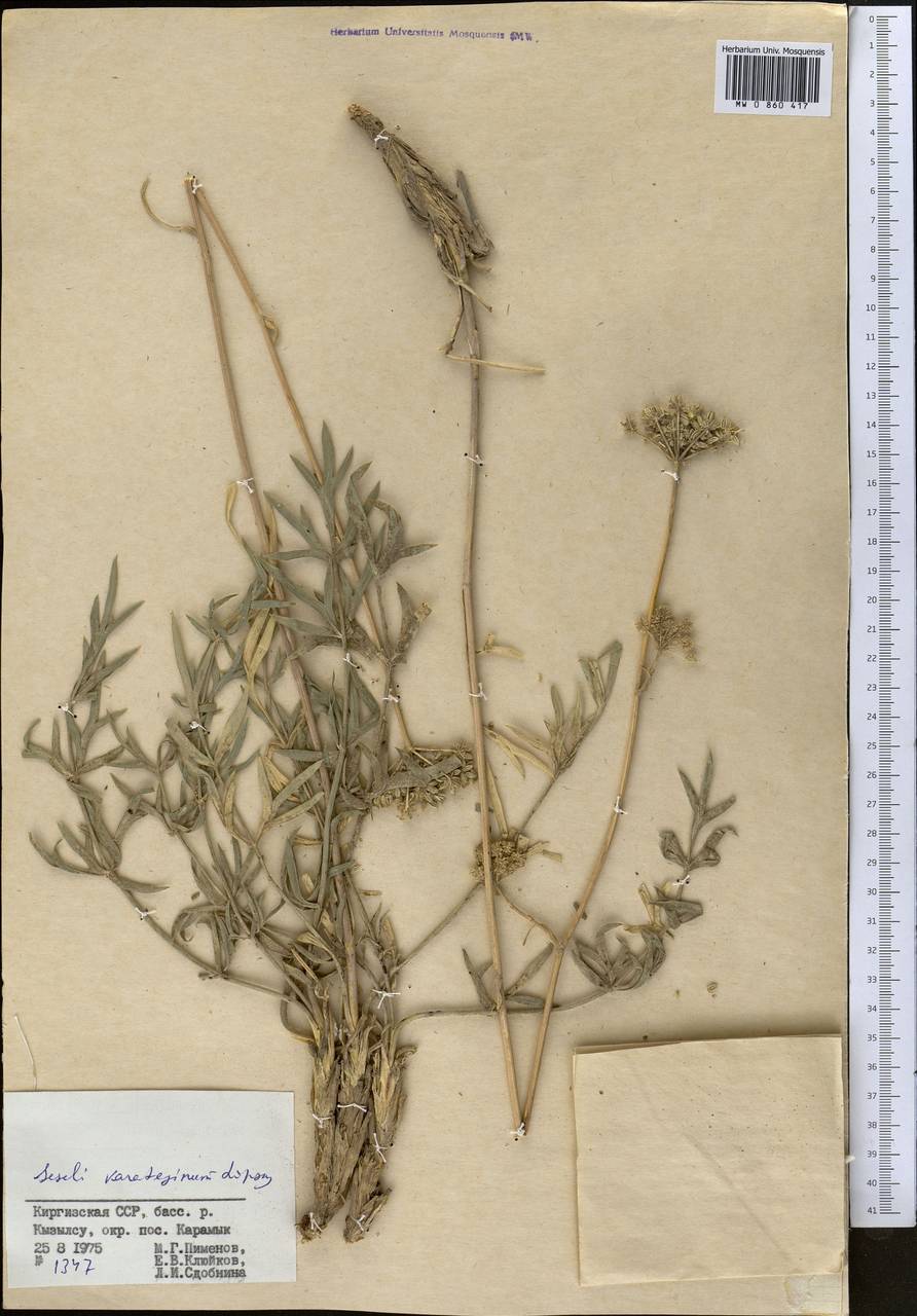 Жабрица каратегинская Lipsky, Средняя Азия и Казахстан, Памир и Памиро-Алай (M2) (Киргизия)