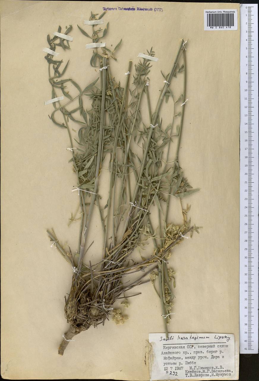 Жабрица каратегинская Lipsky, Средняя Азия и Казахстан, Памир и Памиро-Алай (M2) (Киргизия)