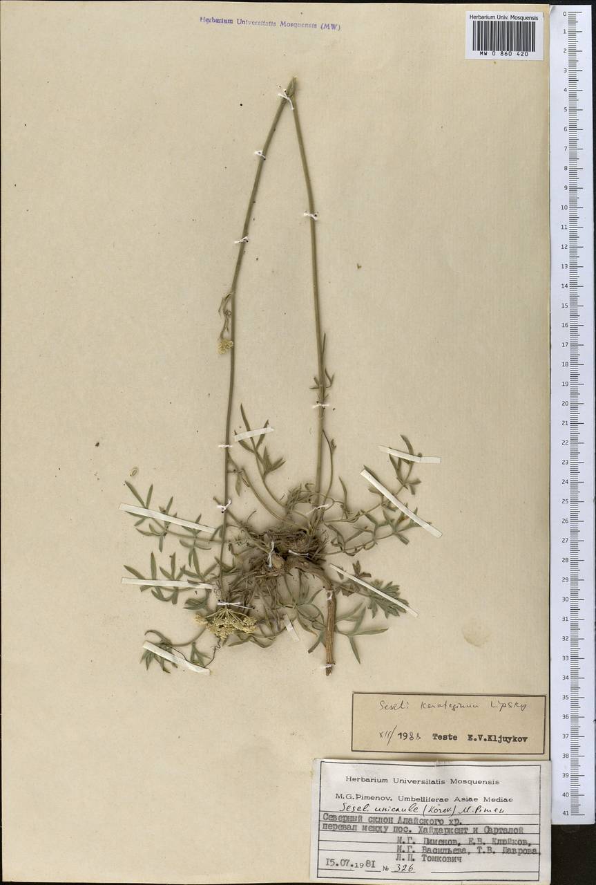 Жабрица каратегинская Lipsky, Средняя Азия и Казахстан, Памир и Памиро-Алай (M2) (Киргизия)