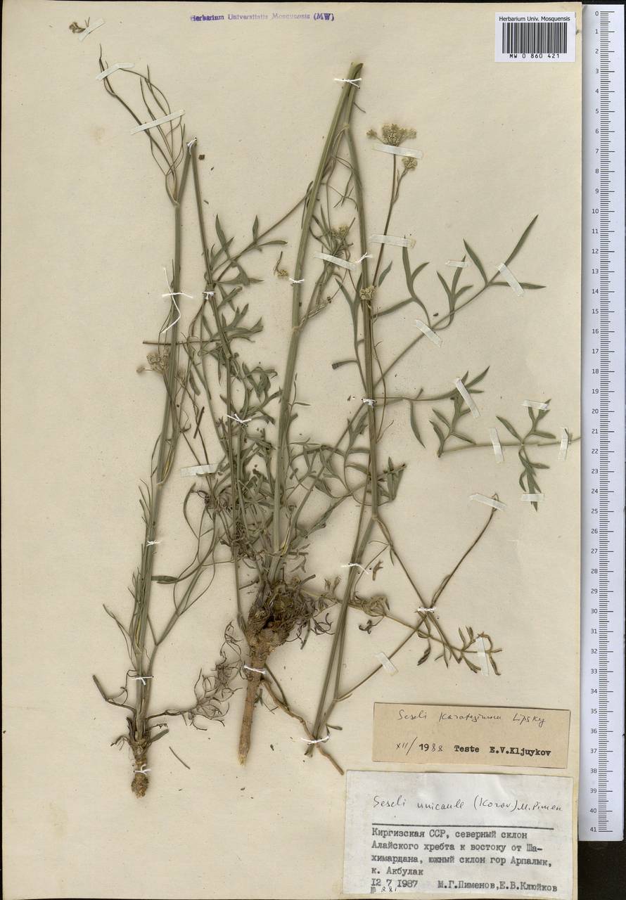 Жабрица каратегинская Lipsky, Средняя Азия и Казахстан, Памир и Памиро-Алай (M2) (Киргизия)