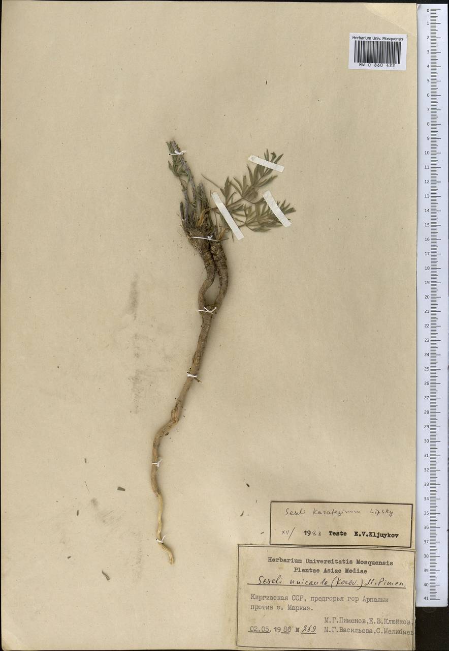 Жабрица каратегинская Lipsky, Средняя Азия и Казахстан, Памир и Памиро-Алай (M2) (Киргизия)