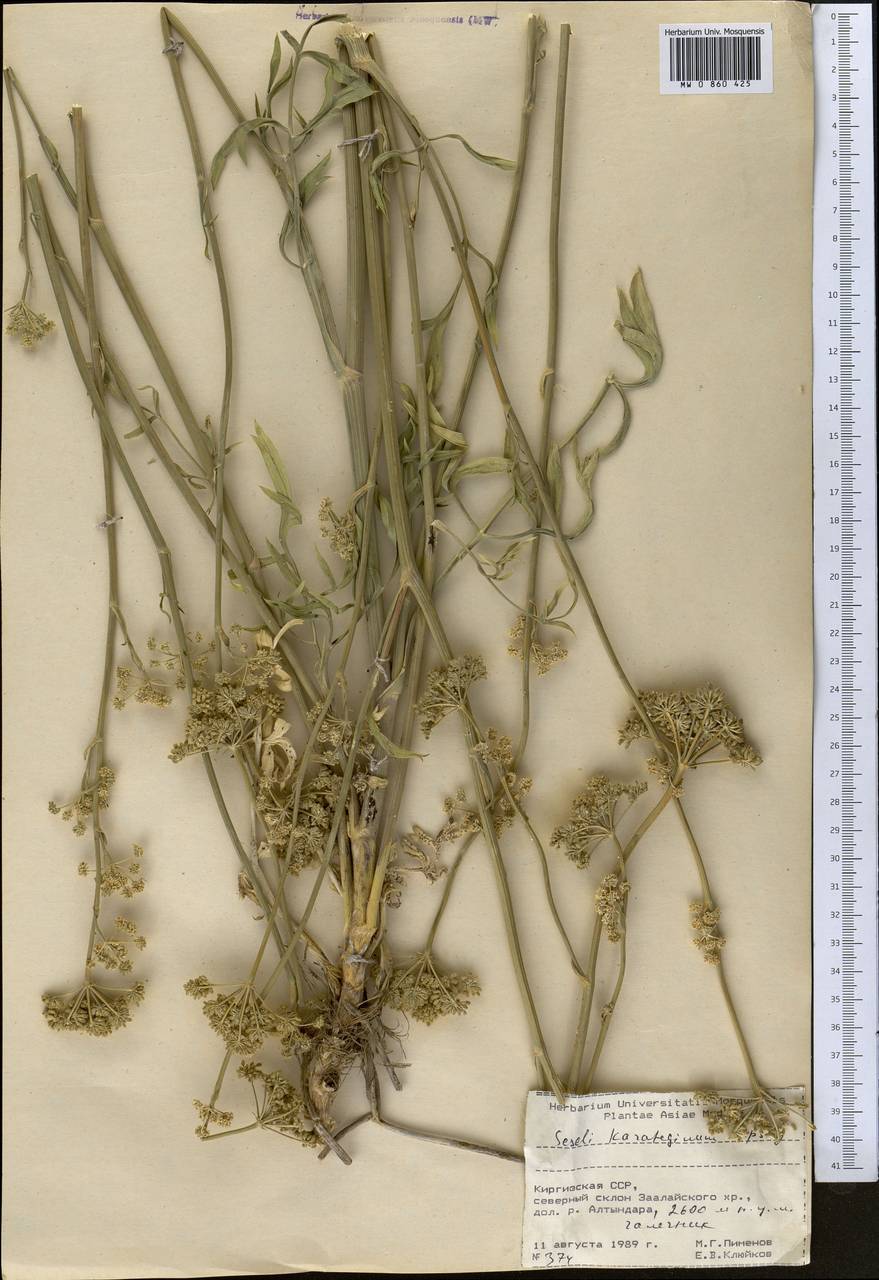 Жабрица каратегинская Lipsky, Средняя Азия и Казахстан, Памир и Памиро-Алай (M2) (Киргизия)