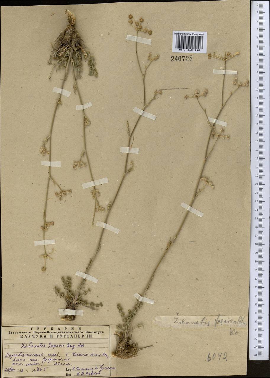 Порезник Коровина (Schischk.) Korov., Средняя Азия и Казахстан, Памир и Памиро-Алай (M2) (Узбекистан)