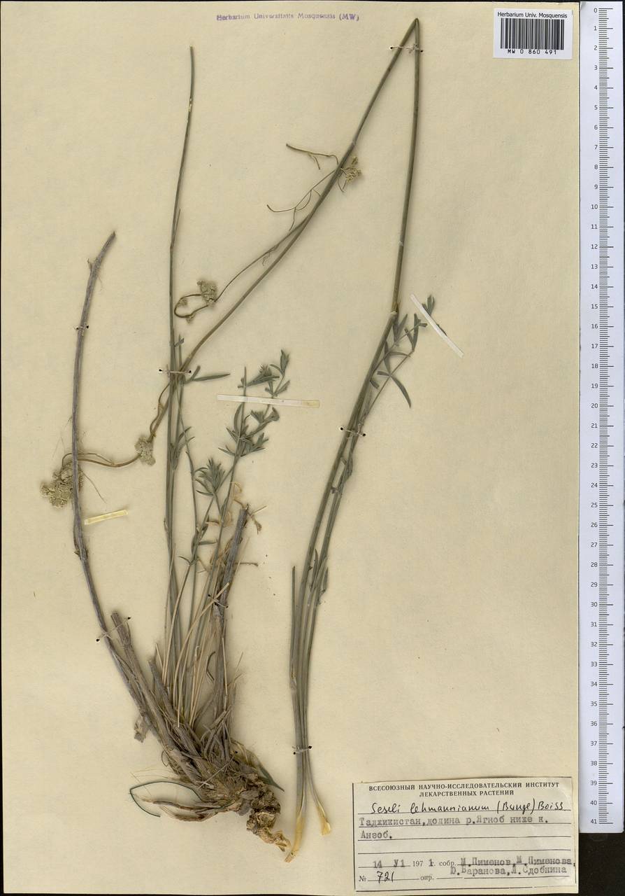 Жабрица леманновская (Bunge) Boiss., Средняя Азия и Казахстан, Памир и Памиро-Алай (M2) (Таджикистан)