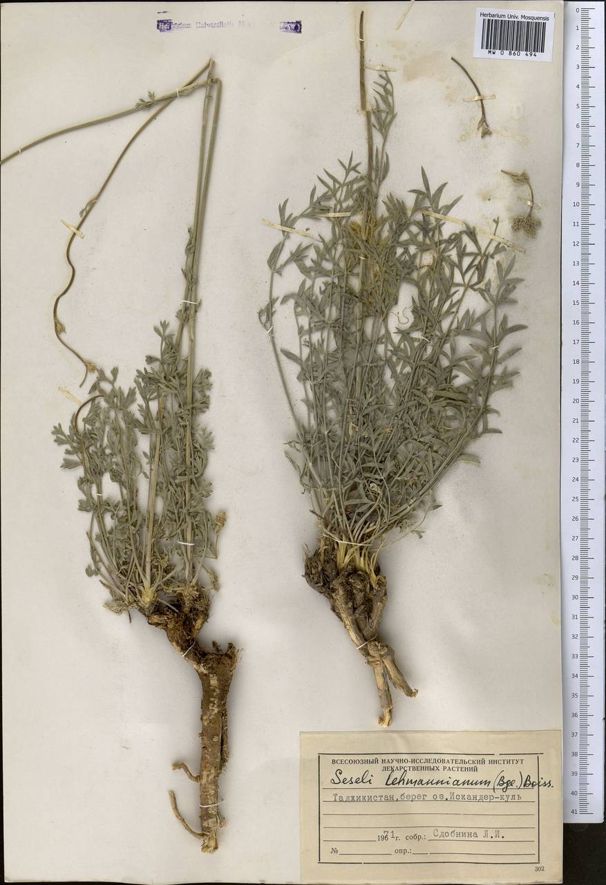 Жабрица леманновская (Bunge) Boiss., Средняя Азия и Казахстан, Памир и Памиро-Алай (M2) (Таджикистан)