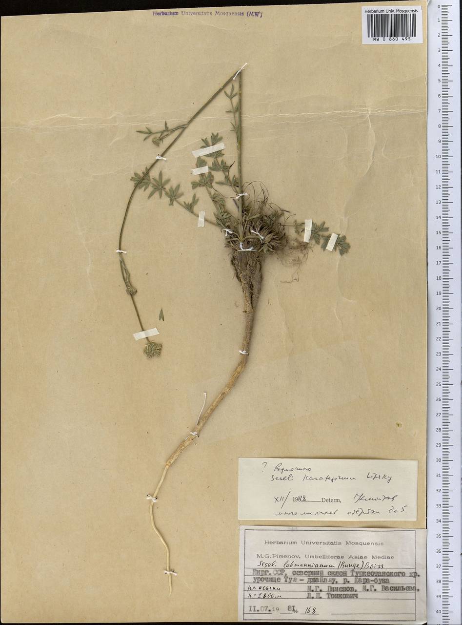 Жабрица каратегинская Lipsky, Средняя Азия и Казахстан, Памир и Памиро-Алай (M2) (Киргизия)