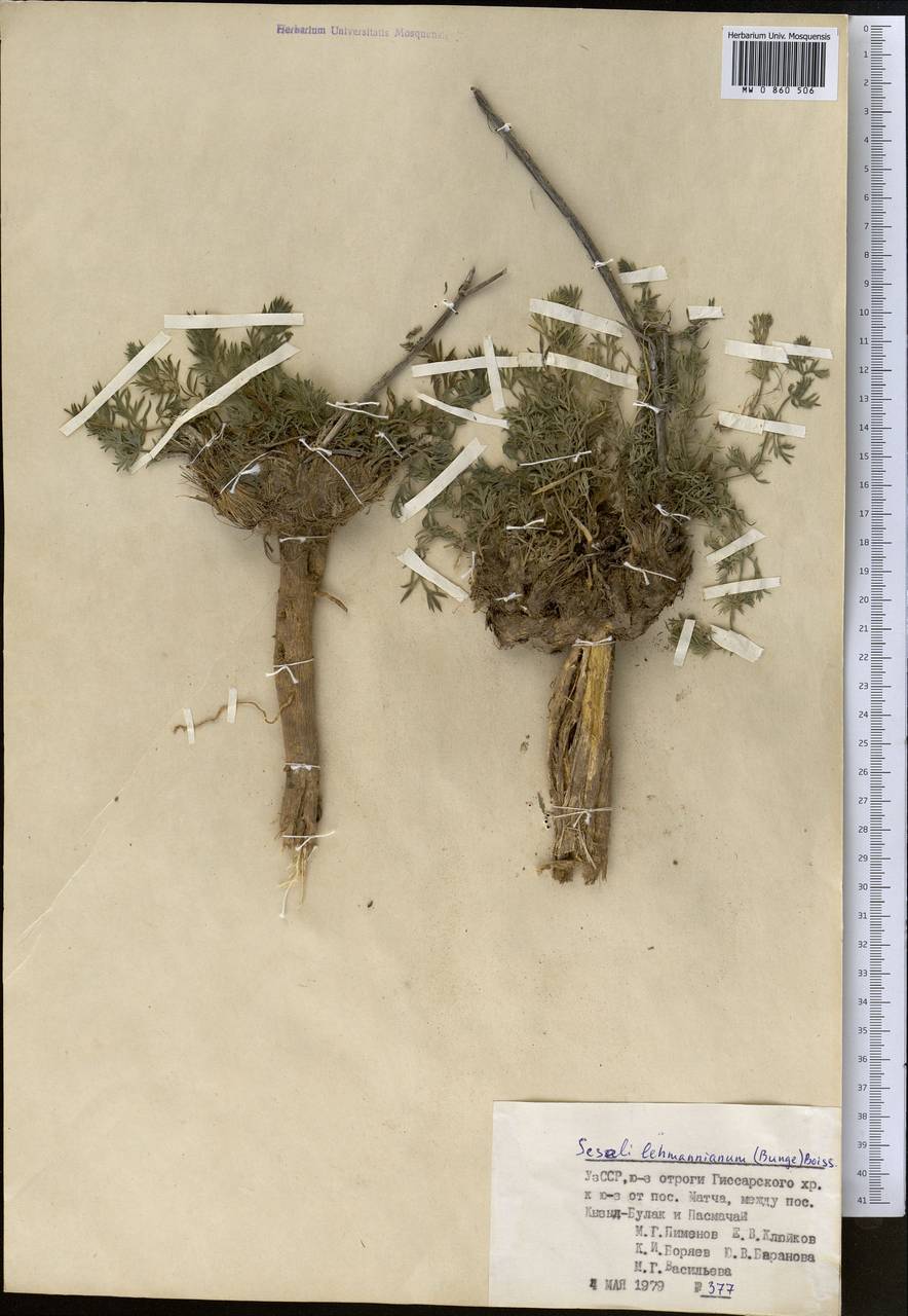 Жабрица леманновская (Bunge) Boiss., Средняя Азия и Казахстан, Памир и Памиро-Алай (M2) (Узбекистан)