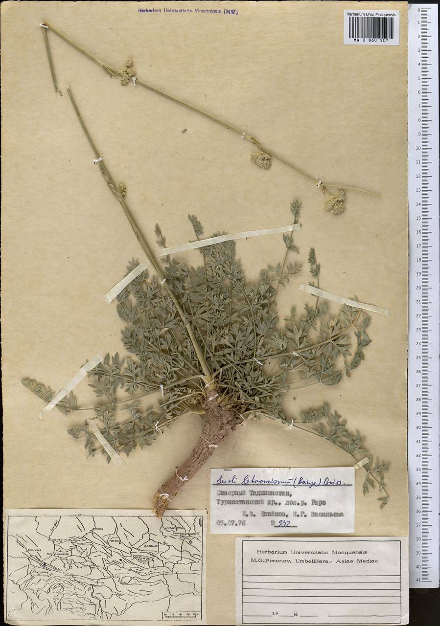 Жабрица леманновская (Bunge) Boiss., Средняя Азия и Казахстан, Памир и Памиро-Алай (M2) (Таджикистан)