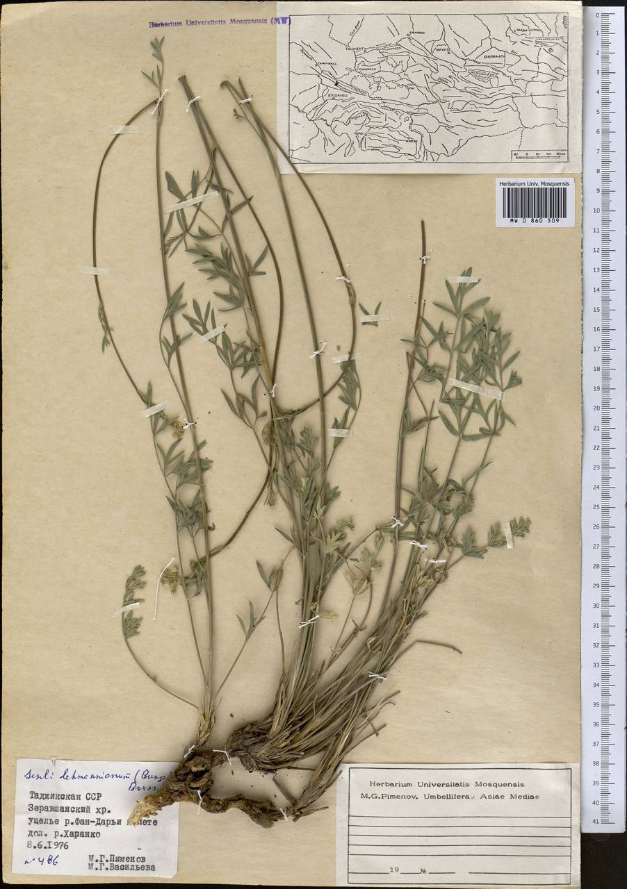 Жабрица леманновская (Bunge) Boiss., Средняя Азия и Казахстан, Памир и Памиро-Алай (M2) (Таджикистан)