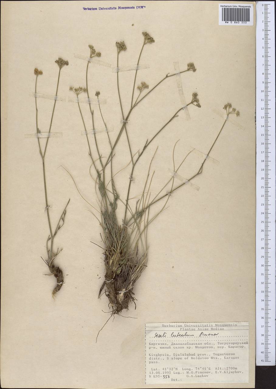 Жабрица желтоватая Pimenov, Средняя Азия и Казахстан, Северный и Центральный Тянь-Шань (M4) (Киргизия)