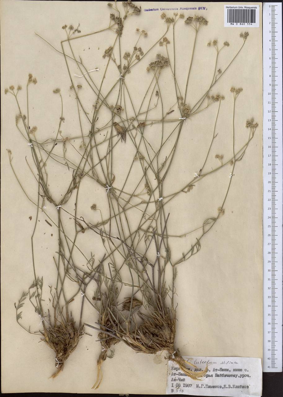 Жабрица желтоватая Pimenov, Средняя Азия и Казахстан, Северный и Центральный Тянь-Шань (M4) (Киргизия)