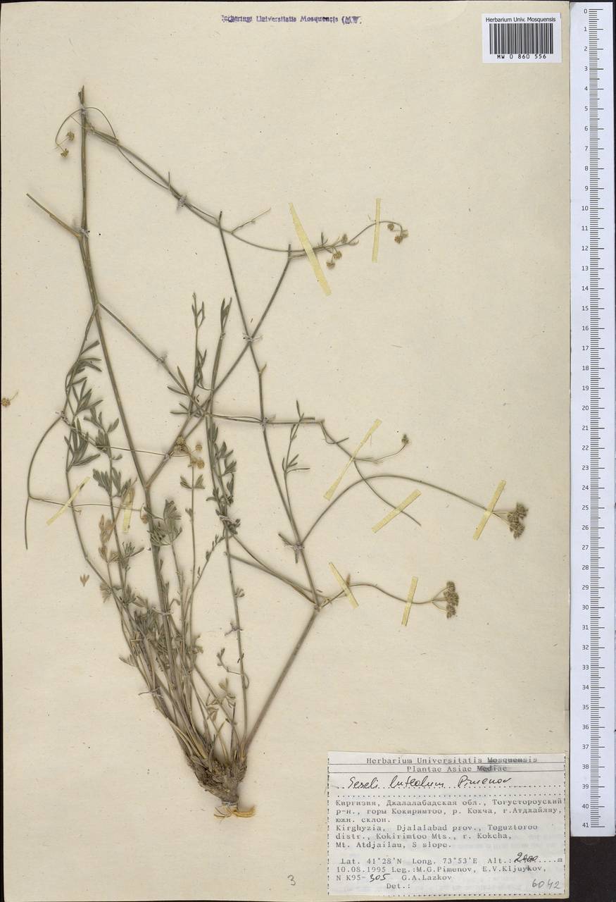 Жабрица желтоватая Pimenov, Средняя Азия и Казахстан, Северный и Центральный Тянь-Шань (M4) (Киргизия)