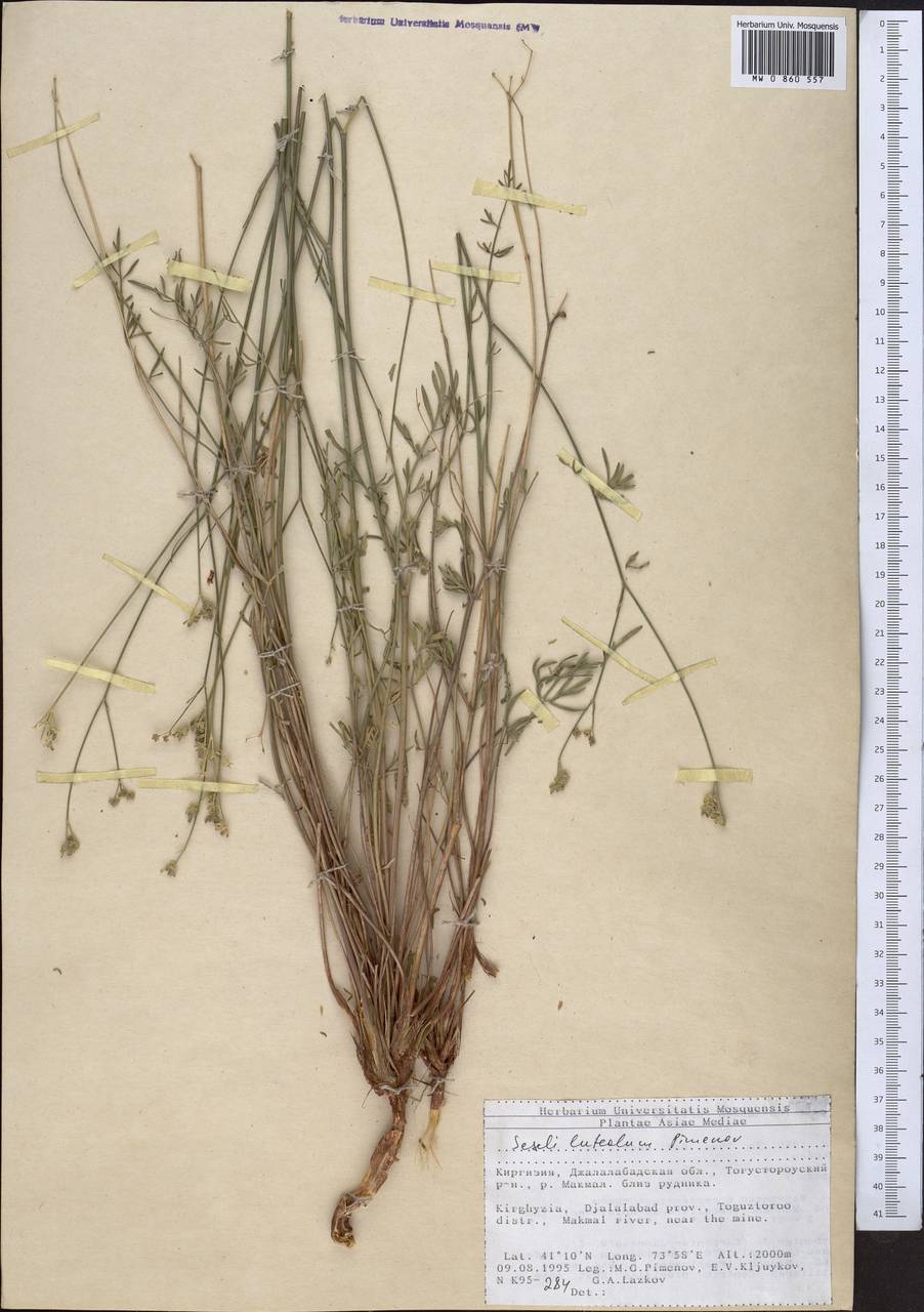 Жабрица желтоватая Pimenov, Средняя Азия и Казахстан, Северный и Центральный Тянь-Шань (M4) (Киргизия)