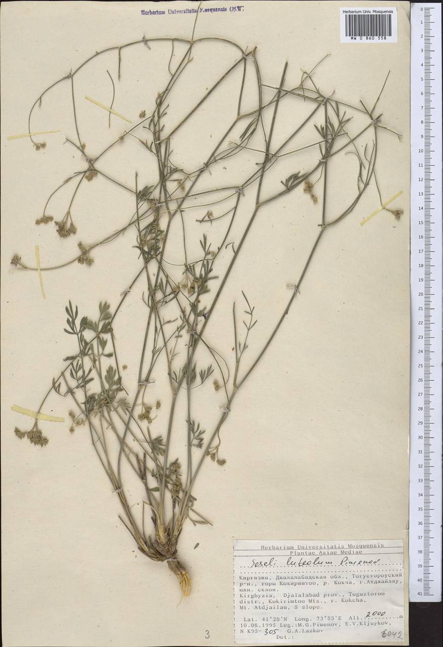 Жабрица желтоватая Pimenov, Средняя Азия и Казахстан, Северный и Центральный Тянь-Шань (M4) (Киргизия)