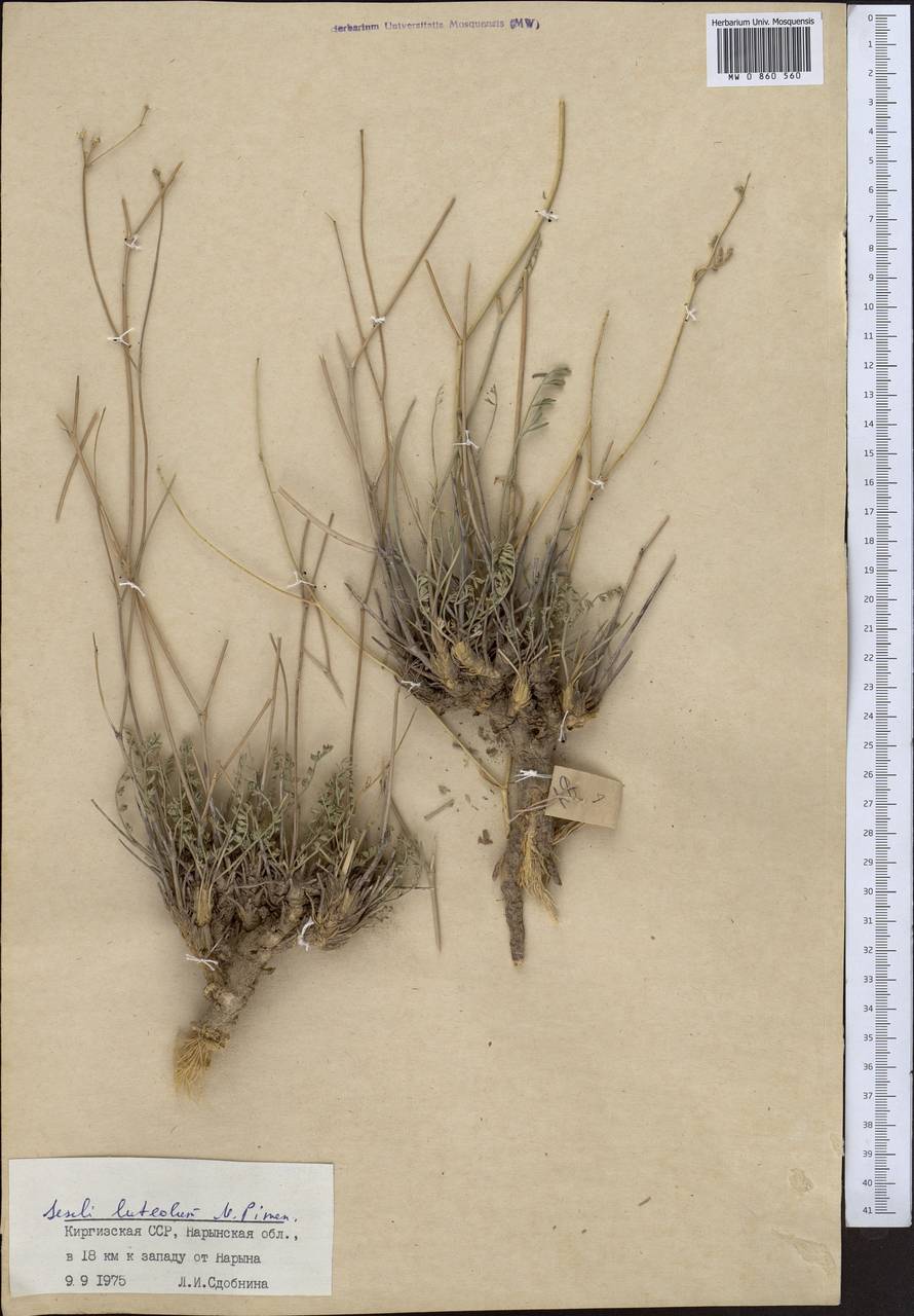 Жабрица желтоватая Pimenov, Средняя Азия и Казахстан, Северный и Центральный Тянь-Шань (M4) (Киргизия)