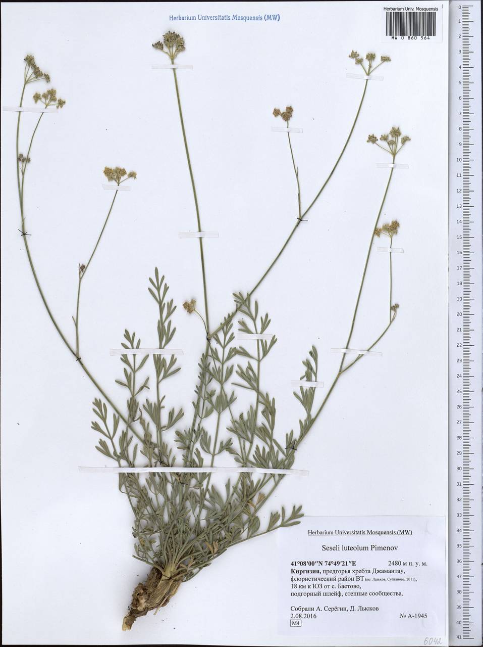 Жабрица желтоватая Pimenov, Средняя Азия и Казахстан, Северный и Центральный Тянь-Шань (M4) (Киргизия)