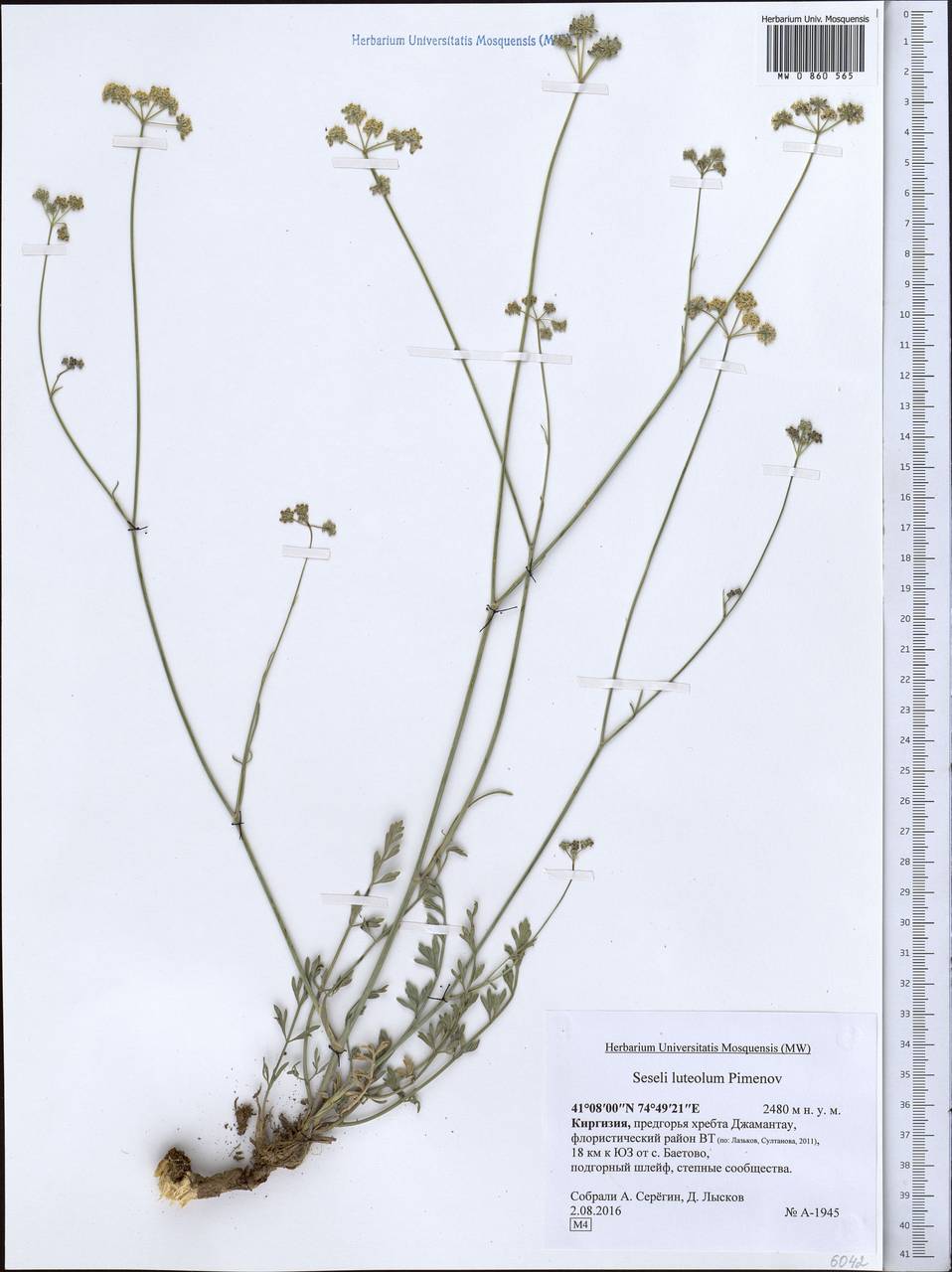 Жабрица желтоватая Pimenov, Средняя Азия и Казахстан, Северный и Центральный Тянь-Шань (M4) (Киргизия)