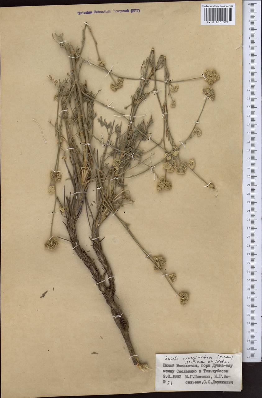 Libanotis marginata Korov., Средняя Азия и Казахстан, Западный Тянь-Шань и Каратау (M3) (Казахстан)