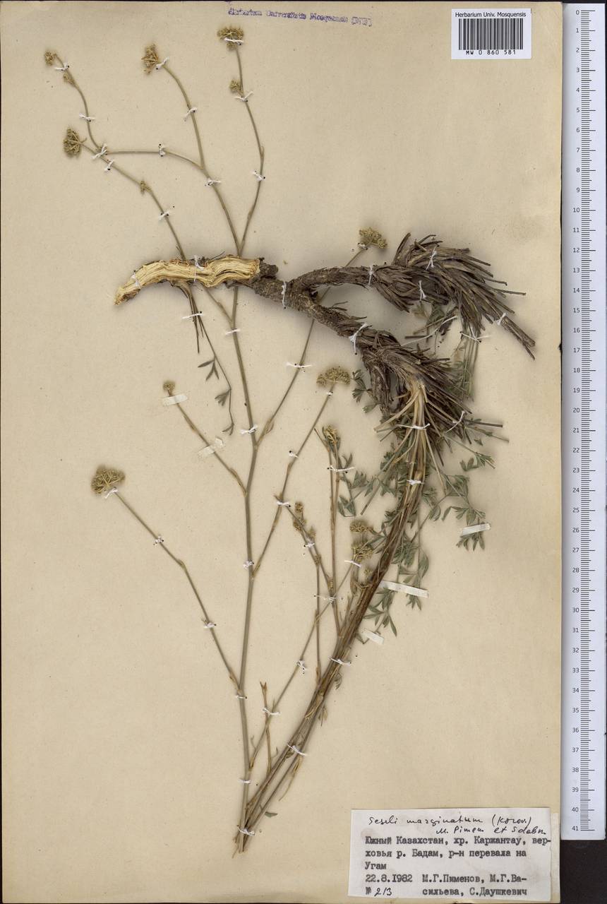 Libanotis marginata Korov., Средняя Азия и Казахстан, Западный Тянь-Шань и Каратау (M3) (Казахстан)